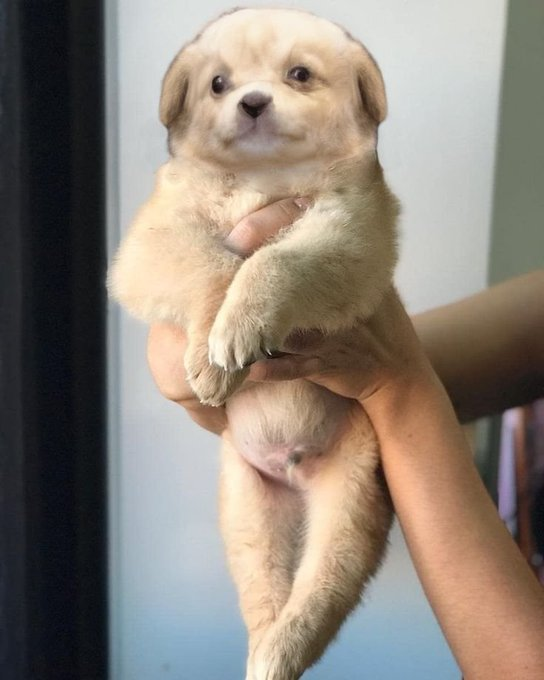 Gaejuki held up in two hands
