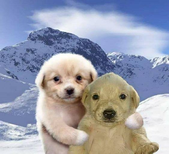 Two puppies in front of a snowy mountain