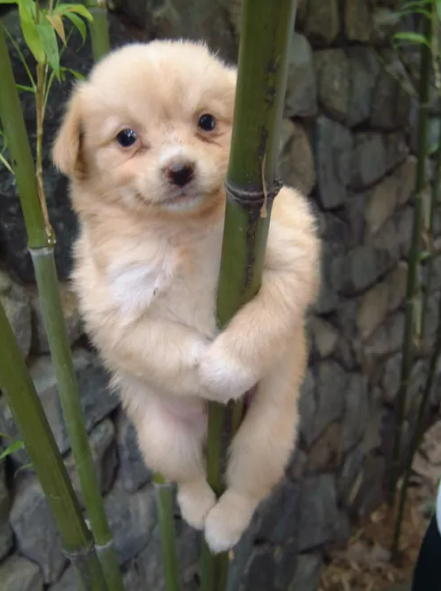 Gaejuki climbing a bamboo stalk
